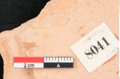 Foto (Detailansicht) von Dioclea protogaea Ettingshausen (NHMW-GEO-2024-0188-8041)